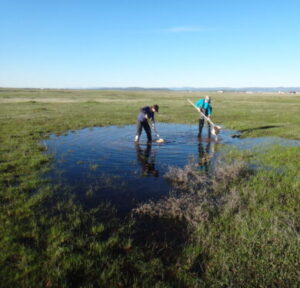 ecologists conducting vernal pool survey